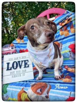 Jack Russell Terrier and Dachshund Dogs Available for Adoption in Sebring, Florida - Flower | PetCurious