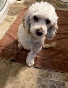 Rescue Miniature Poodle Dogs for Adoption in Woodstock, Georgia - Sabrina | PetCurious