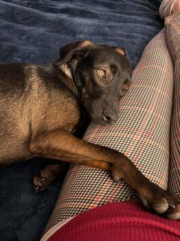 Plott Hound Dogs Available for Adoption - Duke | PetCurious