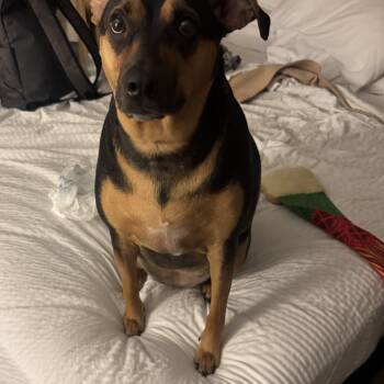 Joy -  Mixed Breed Dog Available for Adoption in Mishawaka, Indiana - Joy | PetCurious