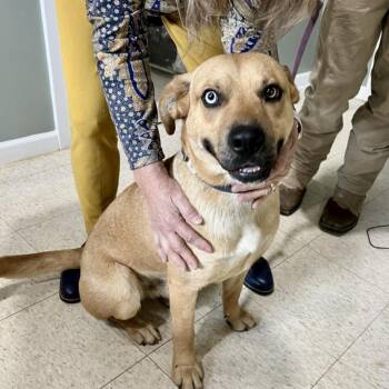 Labrador Retriever and Terrier Dogs Available for Adoption in Livingston, Texas - Charlie | PetCurious