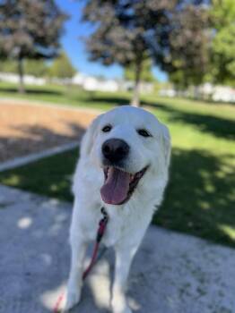 Rescue Great Pyrenees Dogs for Adoption in Bountiful, Utah - Sadie | PetCurious
