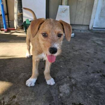 Gamora -  Mixed Breed Dog for Adoption in Hamden, Connecticut - Gamora | PetCurious