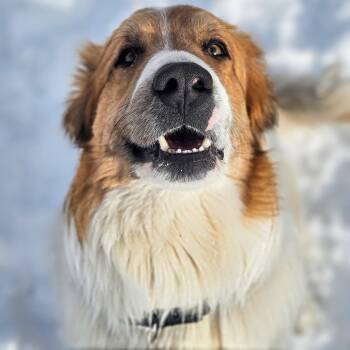 Great Pyrenees Dogs Available for Adoption - Archie | PetCurious