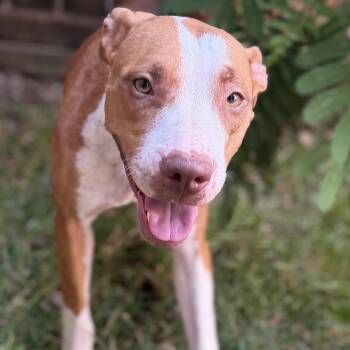 Kala -  Pit Bull Terrier Dog for Adoption in Krum, Texas - Kala | PetCurious