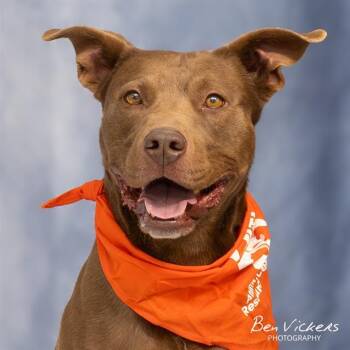 CANELO -  Pit Bull Terrier and Mixed Breed Dog for Adoption in Albuquerque, New Mexico - CANELO | PetCurious