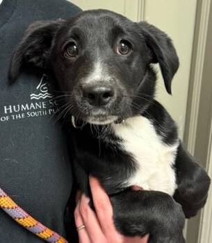 Labrador Retriever and Border Collie Dogs Available for Adoption in Littleton, Colorado - Branch | PetCurious