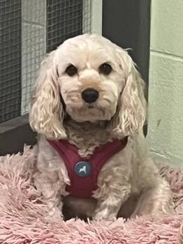 Cavapoo Dogs Available for Adoption in Candler, North Carolina - Rina | PetCurious