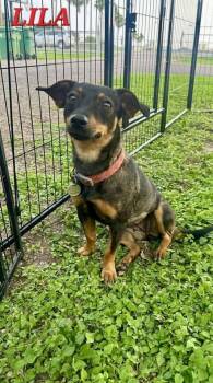 Lila Heart -  Terrier and Dachshund Dog for Adoption in Saugus, Massachusetts - Lila Heart | PetCurious