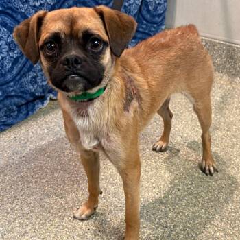 IVHS-Stray-142496 -  Pug and Beagle Dog for Adoption in San Gabriel, California - IVHS-Stray-142496 | PetCurious