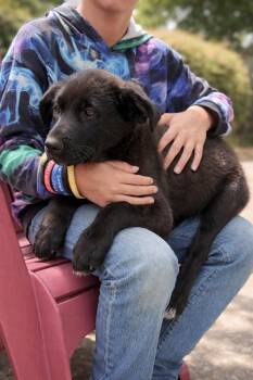 Poodle and Shepherd Dogs Available for Adoption in Princeton, Massachusetts - Maurice | PetCurious