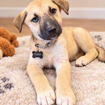 Derek Shepherd -  Husky Dog for Adoption in Houston, Texas - Derek Shepherd | PetCurious