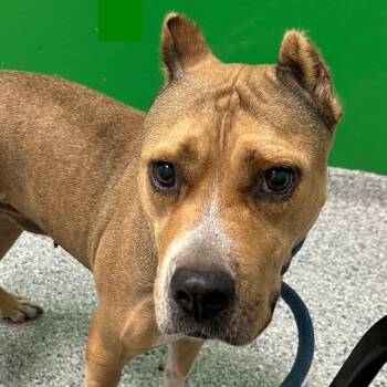 Pit Bull Terrier Dogs Available for Adoption - Tracy | PetCurious