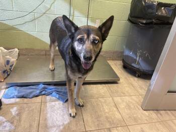 DAISY -  German Shepherd Dog and Mixed Breed Dog for Adoption in Grand Prairie, Texas - DAISY | PetCurious
