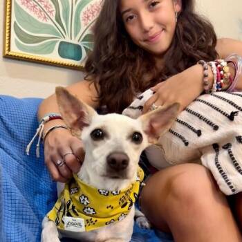 Hope Tiny Girl Big Heart Bigger Appetite -  Chihuahua Dog for Adoption in Friendswood, Texas - Hope Tiny Girl Big Heart Bigger Appetite | PetCurious