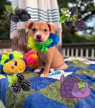 Miss Blackberry -  German Shepherd Dog and Labrador Retriever Dog for Adoption - Miss Blackberry | PetCurious