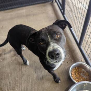 Labrador Retriever and Pit Bull Terrier Dogs Available for Adoption in East St. Louis, Illinois - Vanta | PetCurious