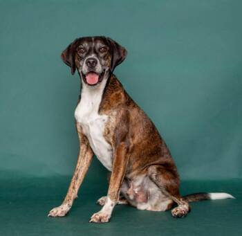 Treeing Walker Coonhound and Basset Hound Dogs Available for Adoption - Dody | PetCurious
