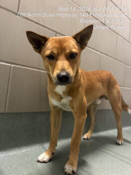 PUMPKIN -  Shiba Inu and Mixed Breed Dog for Adoption in Baytown, Texas - PUMPKIN | PetCurious