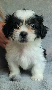 Miso -  Shih Tzu and Chihuahua Dog for Adoption - Miso | PetCurious