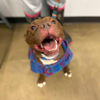 Pit Bull Terrier Dogs Available for Adoption - Coco | PetCurious