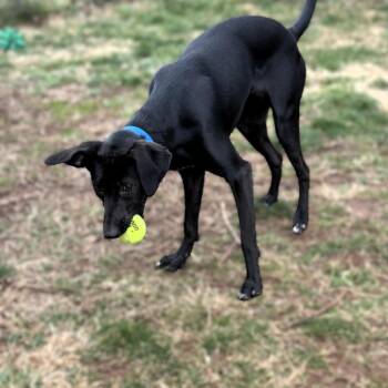 Cameron -  Labrador Retriever and Hound Dog for Adoption in Fairfax, Virginia - Cameron | PetCurious