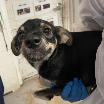 Terrier Dogs Available for Adoption in Edinburg, Texas - Tubby | PetCurious