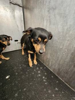Chihuahua Dogs Available for Adoption - DUSTIN | PetCurious