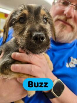 Miniature Schnauzer and Australian Shepherd Dogs Available for Adoption - Buzz | PetCurious
