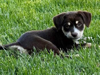 Ava -  Yorkshire Terrier and Pit Bull Terrier Dog for Adoption - Ava | PetCurious
