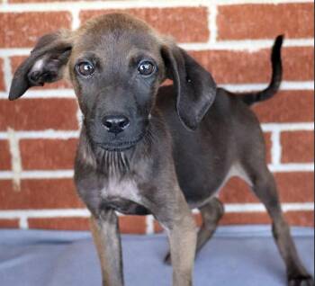 Duncan -  Shepherd and Mixed Breed Dog for Adoption in Minneapolis, Minnesota - Duncan | PetCurious
