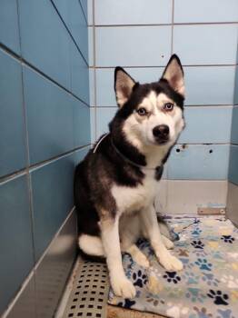 Siberian Husky and Mixed Breed Dogs Available for Adoption in Houston, Texas - BERTRAM | PetCurious