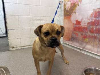 LEXIE -  Pug and Mixed Breed Dog for Adoption in San Bernardino, California - LEXIE | PetCurious