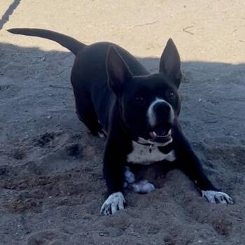 Taz -  Mixed Breed Dog for Adoption in Port Charlotte, Florida - Taz | PetCurious