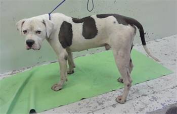 BALDWIN -  Staffordshire Bull Terrier and Mixed Breed Dog for Adoption in Houston, Texas - BALDWIN | PetCurious