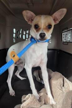 Chihuahua and Mixed Breed Dogs Available for Adoption - Clover | PetCurious
