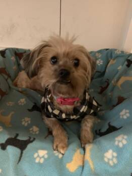 Princess (Senior in Foster) -  Shih Tzu Dog Available for Adoption in Elmwood, Louisiana - Princess (Senior In Foster) | PetCurious