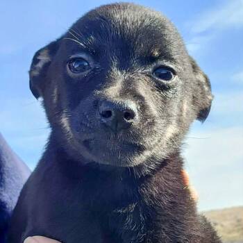 Pomeranian and Rat Terrier Dogs Available for Adoption - Valor | PetCurious