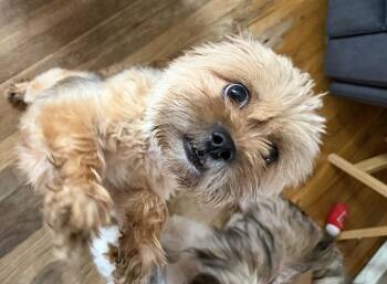 Sally -  Shih Tzu Dog for Adoption in Plymouth, Michigan - Sally | PetCurious