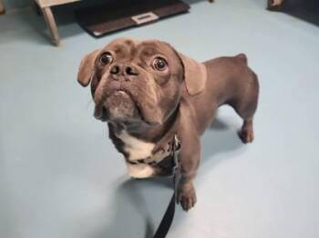 Mixed Breed Dogs Available for Adoption - Steve Pickles | PetCurious