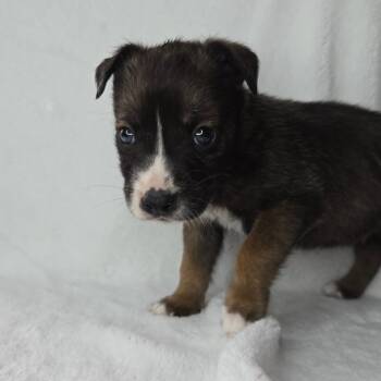 Rescue Black Labrador Retriever and Shepherd Dogs for Adoption in San Antonio, Texas - Gideon | PetCurious