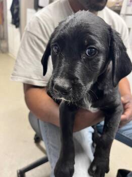 Australian Cattle Dog Blue Heeler and Poodle Dogs Available for Adoption in Hopkinsville, Kentucky - Bean | PetCurious