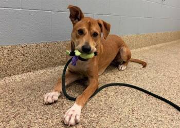 KODI -  American Staffordshire Terrier and Great Pyrenees Dog for Adoption in Colorado Springs, Colorado - KODI | PetCurious
