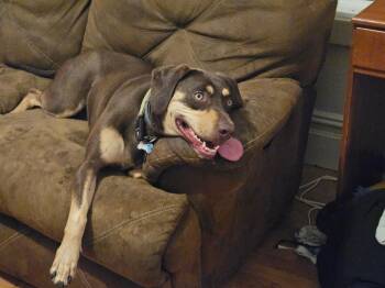 Rescue Catahoula Leopard Dog Dogs for Adoption in Meriden, Connecticut - Rayelle (AKA Ray) | PetCurious