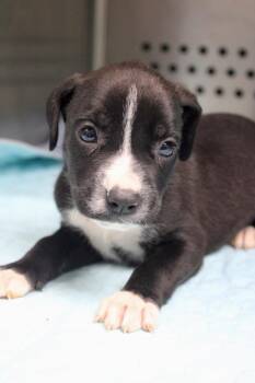 Babs -  Mixed Breed Dog for Adoption in Morgantown, Kentucky - Babs | PetCurious