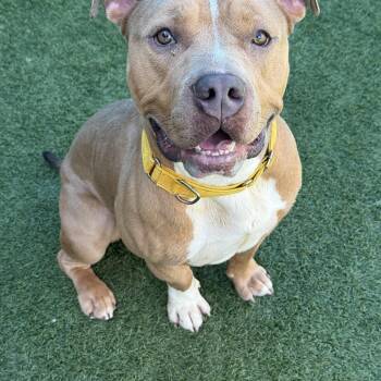 Rescue Pit Bull Terrier Dogs for Adoption in Eagle, Idaho - Lenny | PetCurious