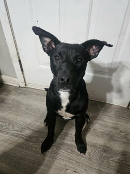 Panther -  Labrador Retriever Dog for Adoption in Dayton, Tennessee - Panther | PetCurious