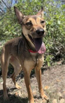 Shepherd and Terrier Dogs Available for Adoption in San Antonio, Texas - Brownie | PetCurious