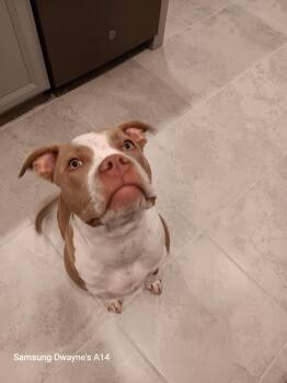 Nandi -  American Staffordshire Terrier Dog for Adoption in Azalea Park, Florida - Nandi | PetCurious