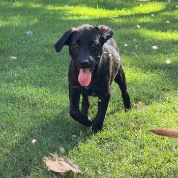 Mocha -  Mixed Breed and None Dog for Adoption in Brownsboro, Alabama - Mocha | PetCurious